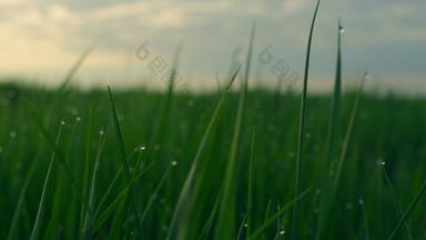 水草绿色日出日益增长的新鲜的草坪上场平静草地自然